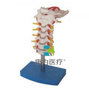 “康為醫(yī)療”頸椎帶頸動脈、后枕骨、椎間盤與神經(jīng)模型