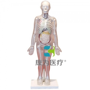 “康為醫(yī)療”人體體表、人體骨骼與內(nèi)臟關(guān)系模型