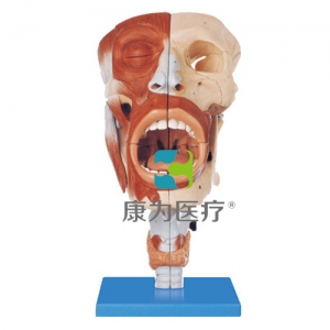 “康為醫(yī)療”鼻、口、咽、喉腔模型