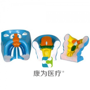 “康為醫(yī)療”口腔、鼻及舌的發(fā)生模型