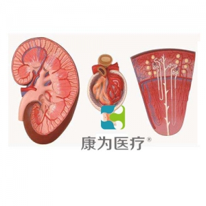“康為醫(yī)療”腎與腎單位、腎小球放大模型
