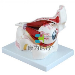“康為醫(yī)療”眼球、眼眶模型