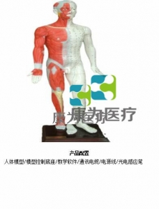 “康為醫(yī)療”蒙醫(yī)鍵控多媒體按摩點(diǎn)穴電子人體模型（中文版本，粵語版本，英語版本，蒙古語版本）