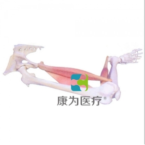 “康為醫(yī)療”下肢肌肉定點(diǎn)、動點(diǎn)、動態(tài)模型
