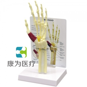 “康為醫(yī)療”醫(yī)患關(guān)系溝通模型-前臂骨骼帶手掌、手腕模型 （醫(yī)學(xué)指導(dǎo)模型）