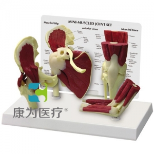 “康為醫(yī)療”醫(yī)患關(guān)系溝通模型-正常肩、髖、膝、肘關(guān)節(jié)附肌肉模型 （醫(yī)學(xué)指導(dǎo)模型）