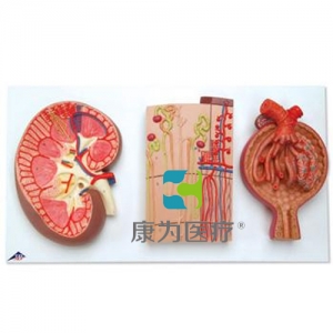 腎切面、腎單位、血管和腎小體模型
