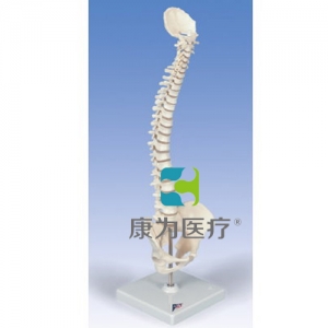 彈力迷你脊柱模型，帶底座