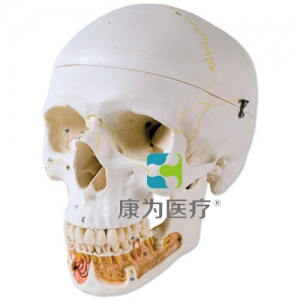 經(jīng)典顱模型帶有開放下頜， 3部分