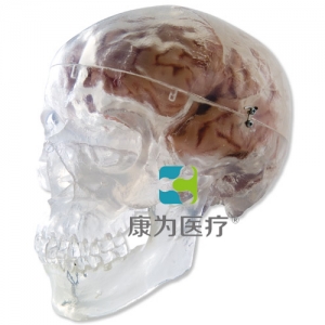 經(jīng)典頭顱模型，透明，3部分