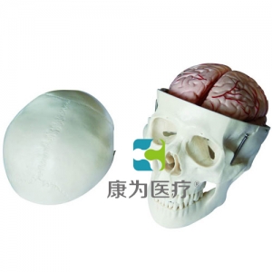 帶腦經(jīng)典顱模型，八部分