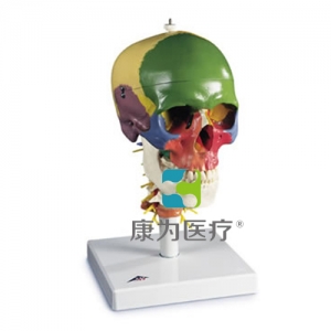 帶頸椎的教學(xué)用顱模型，四部分