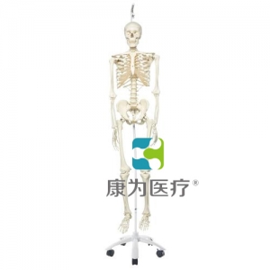 病理骨骼Phil，輪式5腳懸掛架