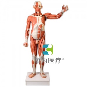實(shí)物大小男性人體肌肉模型，37部分