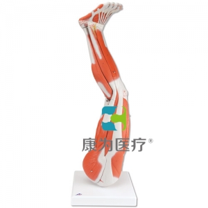 腿肌模型，9部分