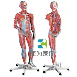 豪華型女性人體肌肉臂模型，23部分