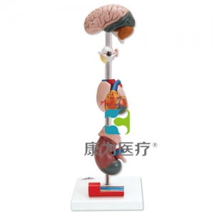 高血壓模型，7部分