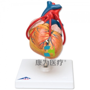 經(jīng)典心臟搭橋模型，2部分
