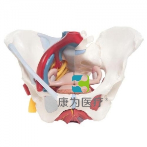 女性骨盆模型（配置韌帶、血管、神經(jīng)、盆底肌群及各個(gè)器官），6分體
