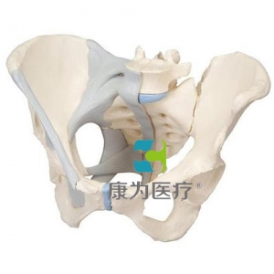 女性骨盆模型（配置韌帶），3分體