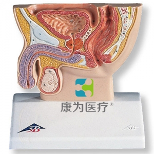 男性骨盆切面模型，實(shí)物的1/2