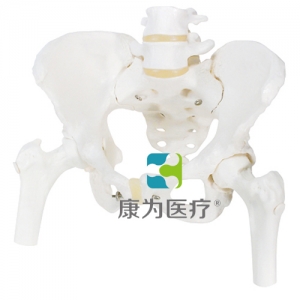 女性骨盆骨骼模型，帶可拆卸股骨頭