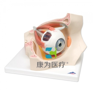 眼窩中的眼模型，實(shí)物的3.5倍，8部分