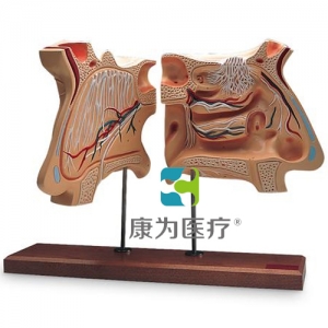 鼻和嗅覺器官，實(shí)物的4倍