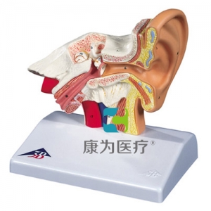 臺式耳模型，實(shí)物1.5倍