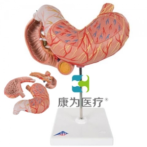 胃模型，3部分