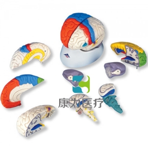 神經(jīng)解剖腦模型，8部分