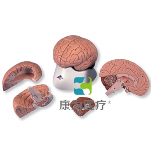 經(jīng)典腦模型，4 部分