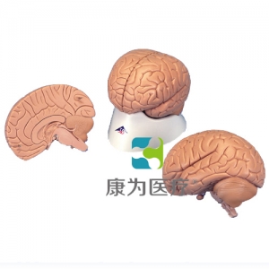 標(biāo)準(zhǔn)腦模型，2部分