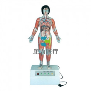 “康為醫(yī)療”微電腦人體心動周期與大、小循環(huán)演示模型