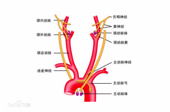 “康為醫(yī)療”主動脈弓血管介入手術(shù)訓練模擬器